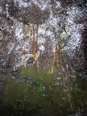 Fotos Höhlen in Hawaiis Wäldern