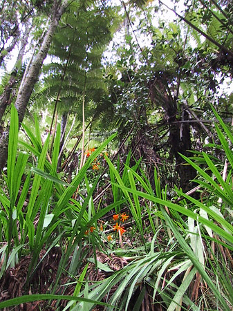 Fotos In Hawaiis Wäldern