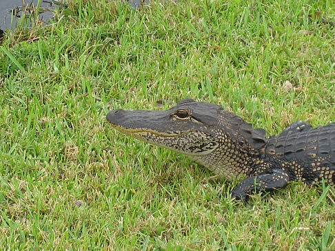Fotos Krokodil | 